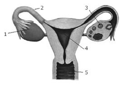 Sistem Reproduksi ProProfs Quiz